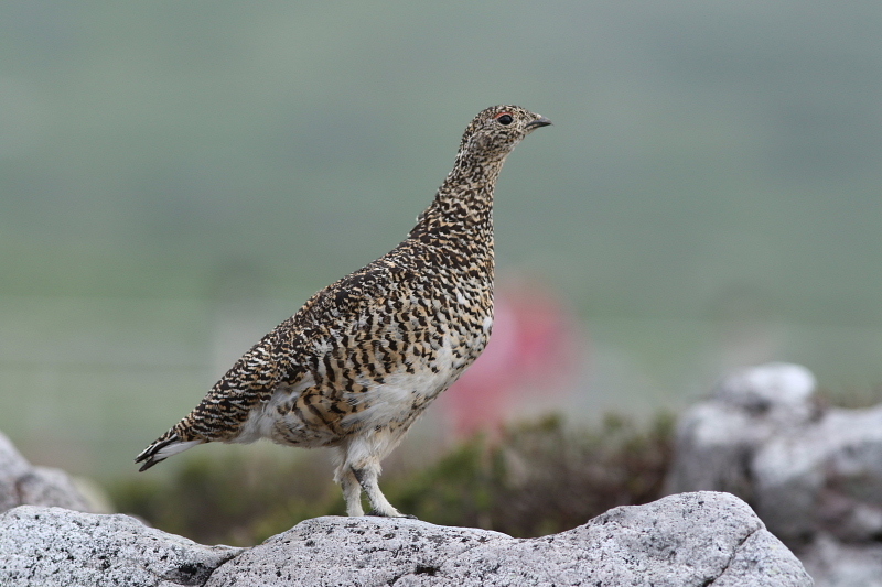 夏のライチョウ マチコさんの気ままにデジカメ