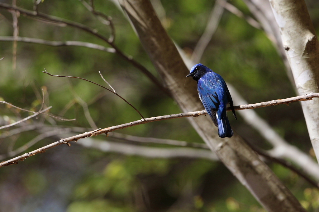 オオルリ マチコさんの気ままにデジカメ